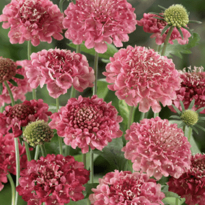 Cluster of vibrant pink scabiosa flowers blooming.